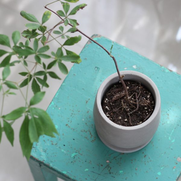 Round cement flower pot - Image 3